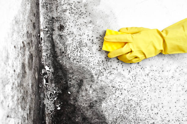 Best Mold Damage Restoration  in Niantic, CT