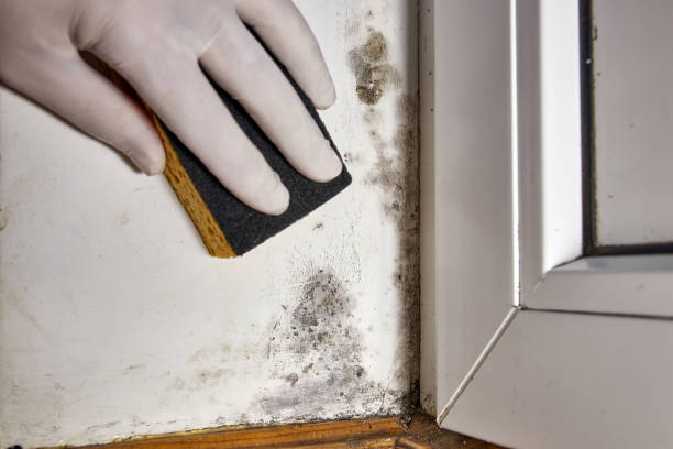 Best Environmental Consulting for Mold Prevention  in Niantic, CT